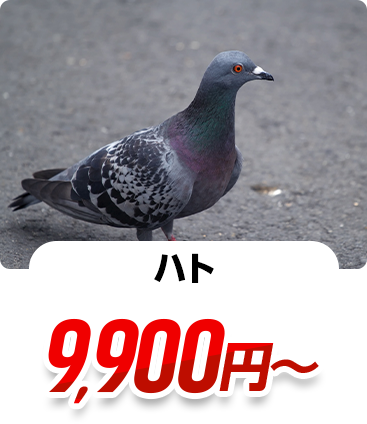 ハト 11,000円~
