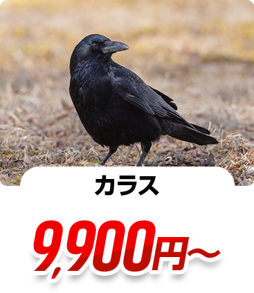 カラス 11,000円~