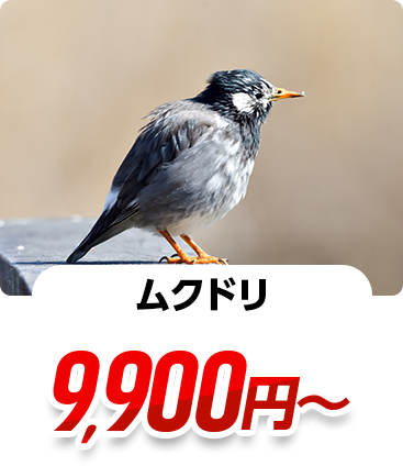 ムクドリ 11,000円~