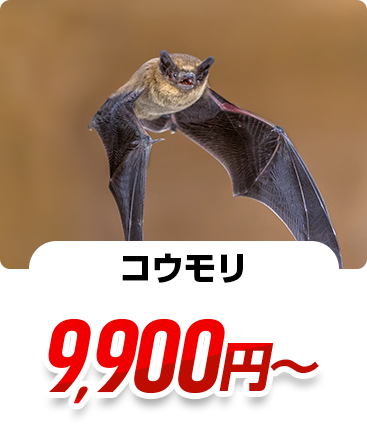 コウモリ 11,000円~