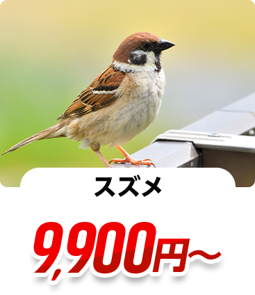 スズメ 11,000円~