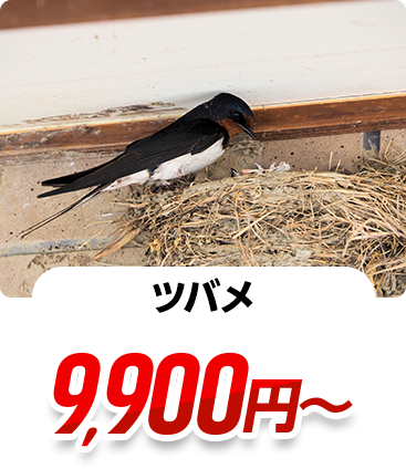ツバメ 11,000円~